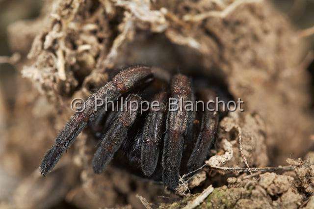 Ctenizidae_5156.JPG - France, Corse, Araneae, Mygalomorphae, Ctenizidae, Mygale fouisseuse noire (Ctenizia sauvagesi), à l'entrée de son terrier pourvu d'un opercule, Trapdoor spider
